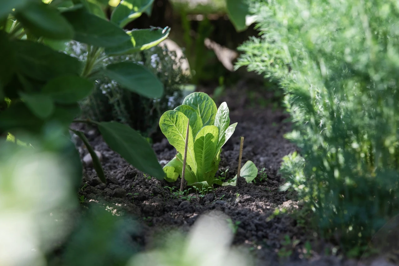Come allontanare i topi dal giardino con metodi naturali: il trucco usato nei parchi Come allontanare i topi dal giardino con metodi naturali: il trucco usato nei parchi