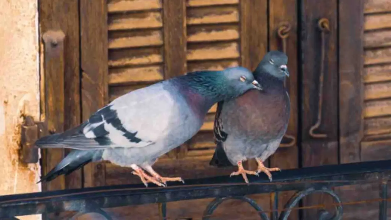 Attenzione ai piccioni sul balcone: il trucco naturale che li tiene lontani Attenzione ai piccioni sul balcone: il trucco naturale che li tiene lontani
