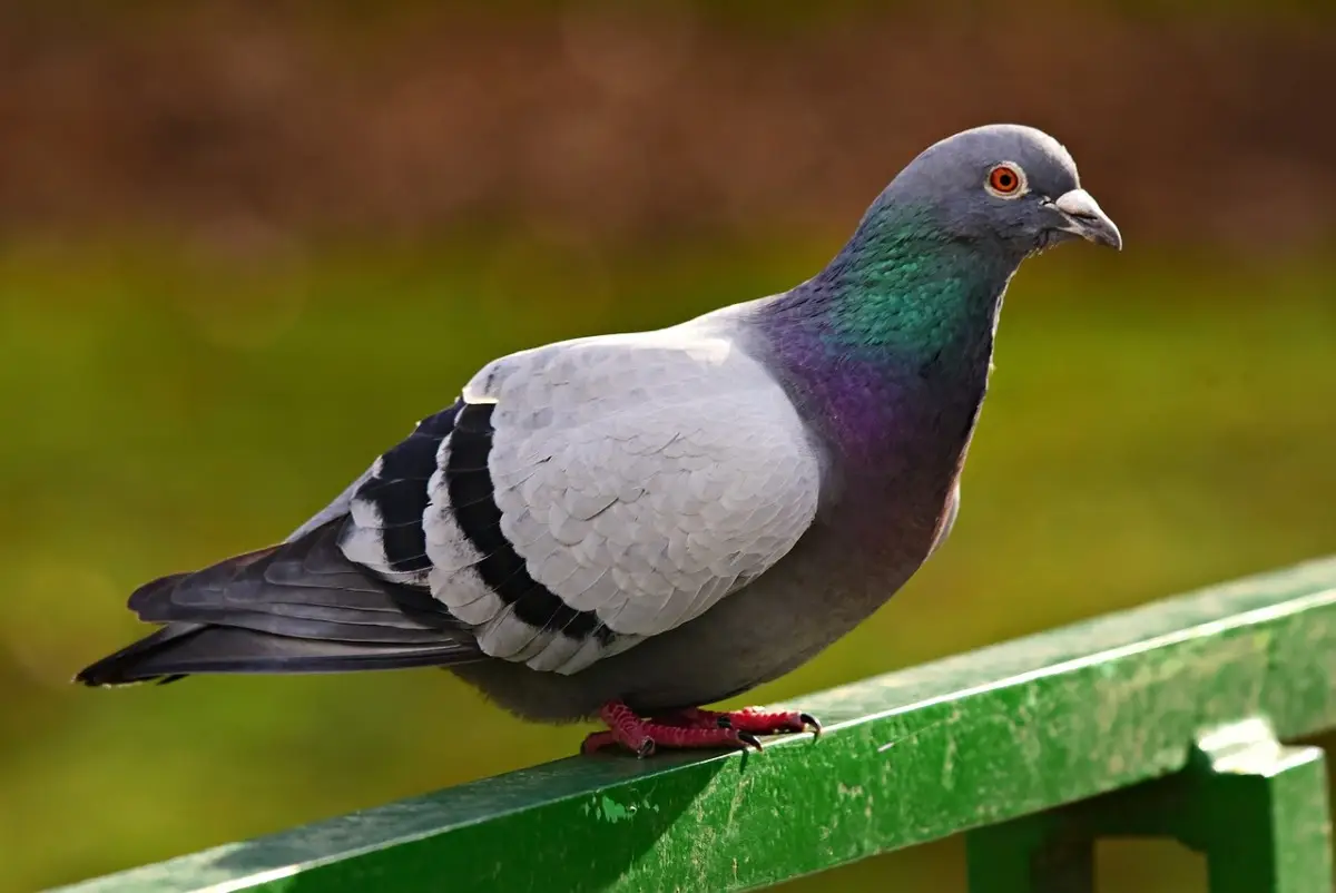 Attenzione ai piccioni sul balcone: il trucco naturale che li tiene lontani Attenzione ai piccioni sul balcone: il trucco naturale che li tiene lontani