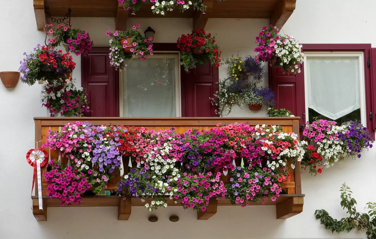 Come tenere il balcone profumato e libero da uccelli Come tenere il balcone profumato e libero da uccelli