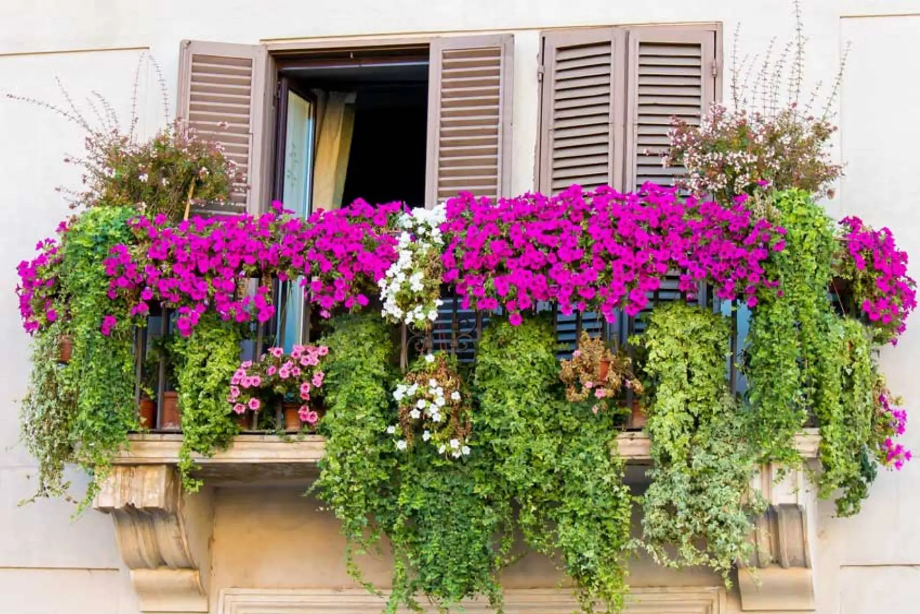Come tenere il balcone profumato e libero da uccelli Come tenere il balcone profumato e libero da uccelli