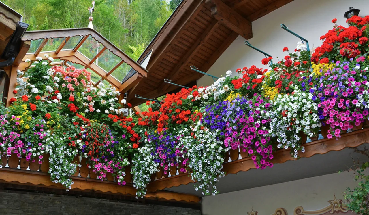 Come tenere il balcone profumato e libero da uccelli Come tenere il balcone profumato e libero da uccelli