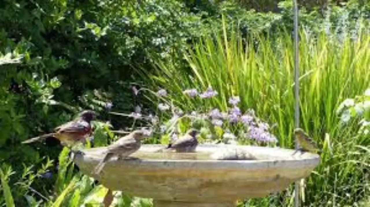 Attenzione a dove metti i vasi: possono attirare i piccioni Attenzione a dove metti i vasi: possono attirare i piccioni