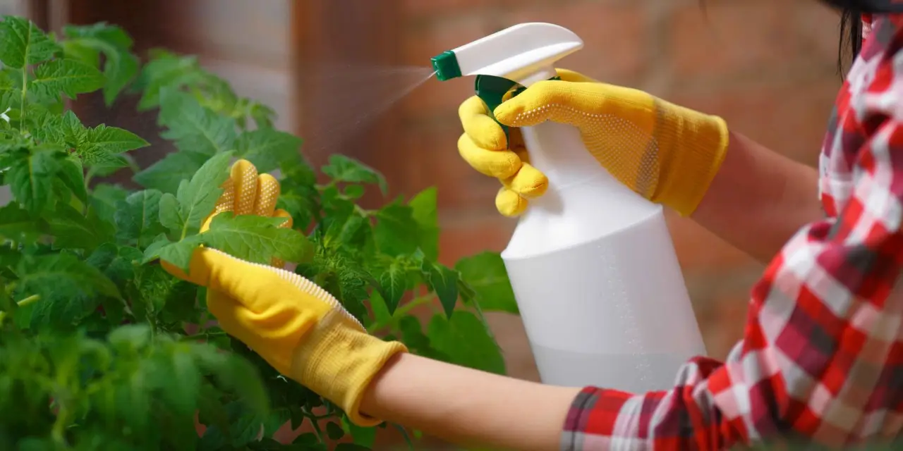 Attenzione ai gechi sul balcone: il trucco naturale che li allontana subito Attenzione ai gechi sul balcone: il trucco naturale che li allontana subito