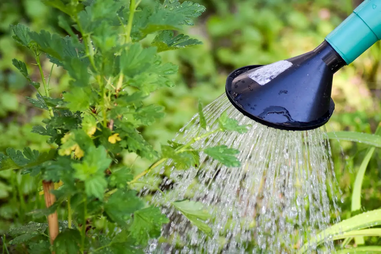 Non spruzzare l’acqua sulle piante in questo orario: ecco perché si rovinano subito Non spruzzare l’acqua sulle piante in questo orario: ecco perché si rovinano subito