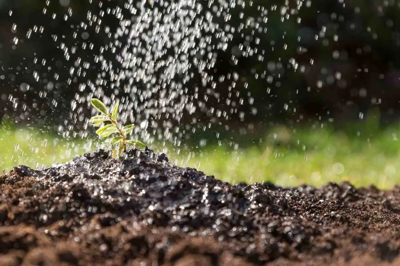 Non spruzzare l’acqua sulle piante in questo orario: ecco perché si rovinano subito Non spruzzare l’acqua sulle piante in questo orario: ecco perché si rovinano subito