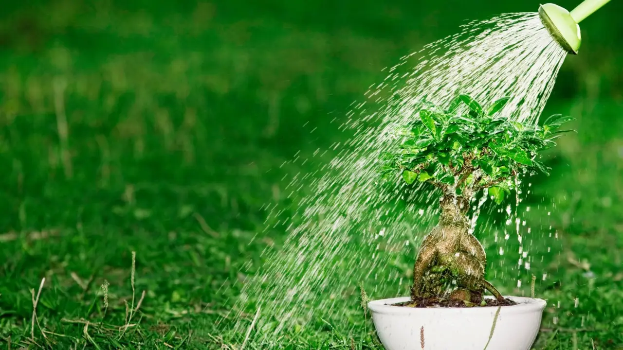 Non spruzzare l’acqua sulle piante in questo orario: ecco perché si rovinano subito Non spruzzare l’acqua sulle piante in questo orario: ecco perché si rovinano subito