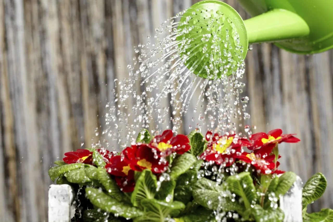 Non spruzzare l’acqua sulle piante in questo orario: ecco perché si rovinano subito Non spruzzare l’acqua sulle piante in questo orario: ecco perché si rovinano subito
