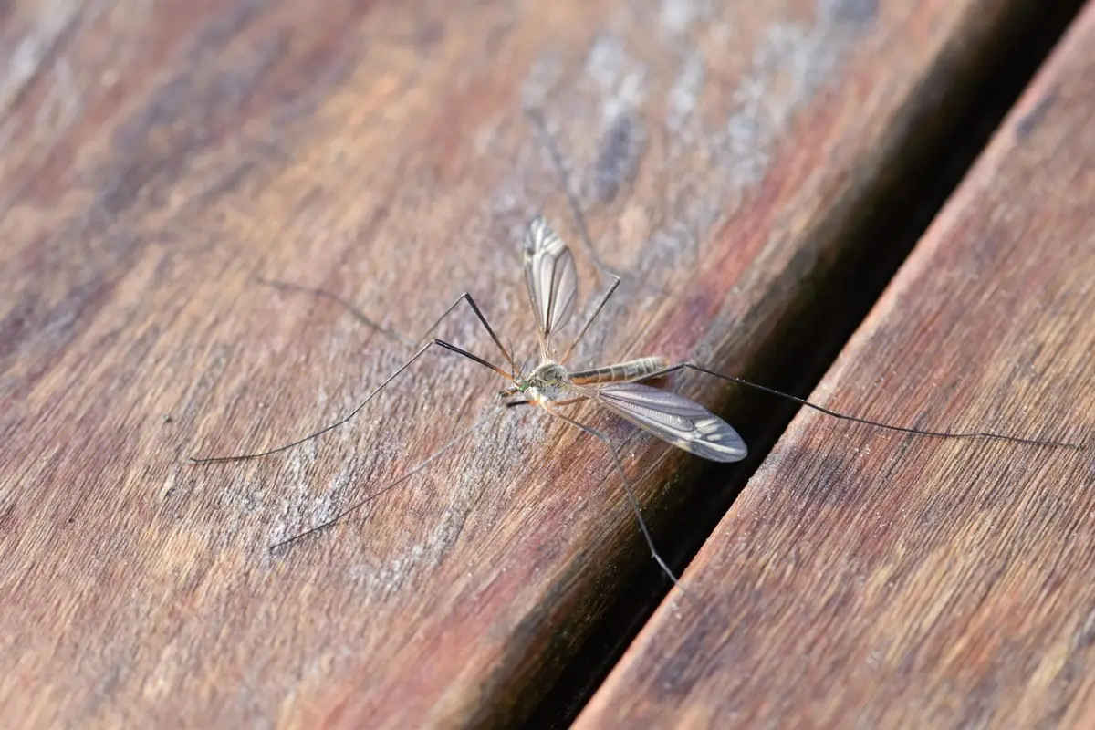 Il trucco per allontanare zanzare e moscerini dal terrazzo senza usare spray chimici Il trucco per allontanare zanzare e moscerini dal terrazzo senza usare spray chimici