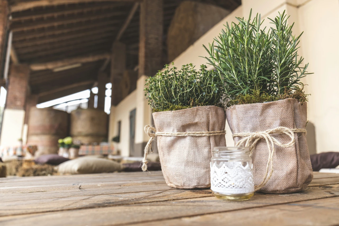 Il trucco per allontanare zanzare e moscerini dal terrazzo senza usare spray chimici Il trucco per allontanare zanzare e moscerini dal terrazzo senza usare spray chimici