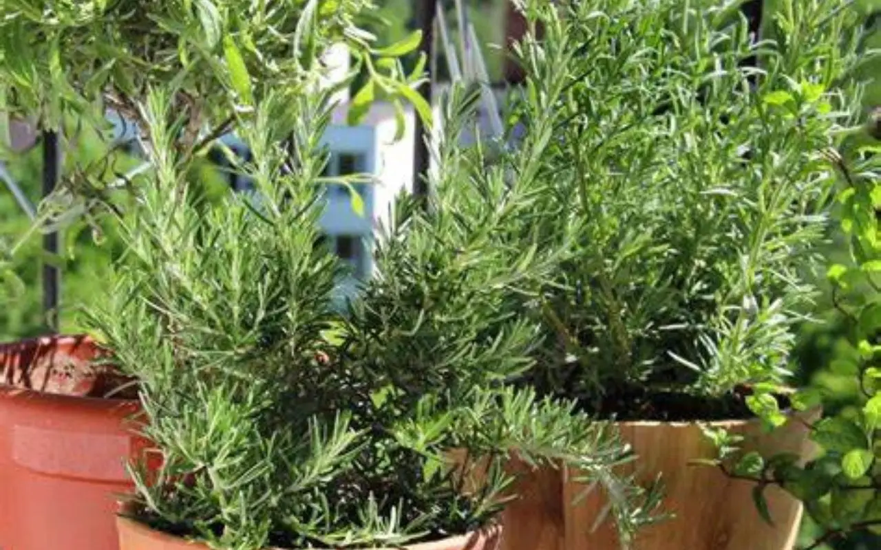 Il trucco per allontanare zanzare e moscerini dal terrazzo senza usare spray chimici Il trucco per allontanare zanzare e moscerini dal terrazzo senza usare spray chimici