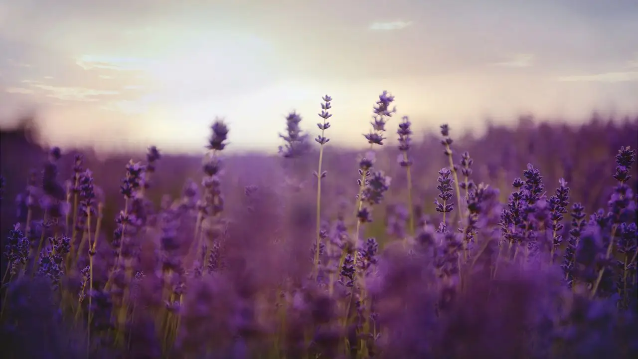 Lato oscuro della lavanda: ecco quando non va mai usata in casa Lato oscuro della lavanda: ecco quando non va mai usata in casa