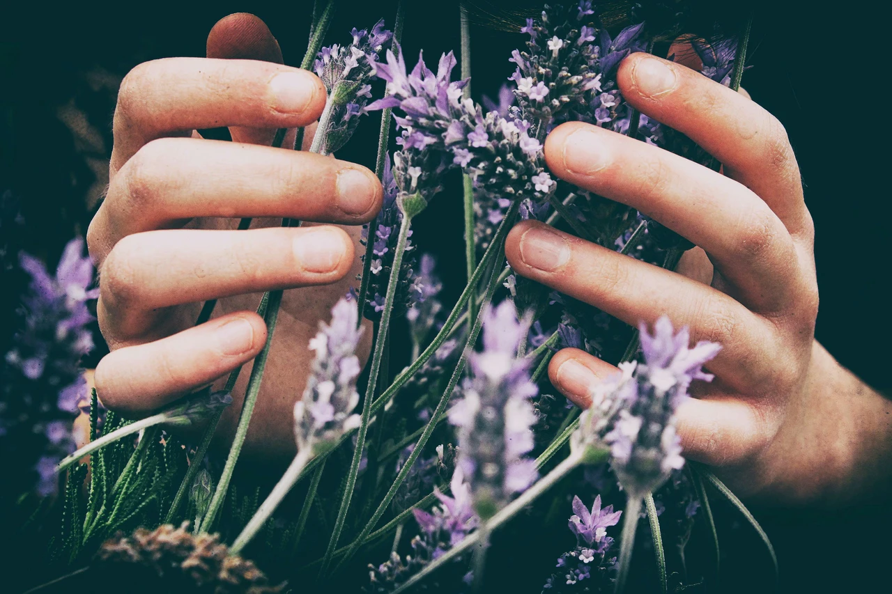 Lato oscuro della lavanda: ecco quando non va mai usata in casa Lato oscuro della lavanda: ecco quando non va mai usata in casa