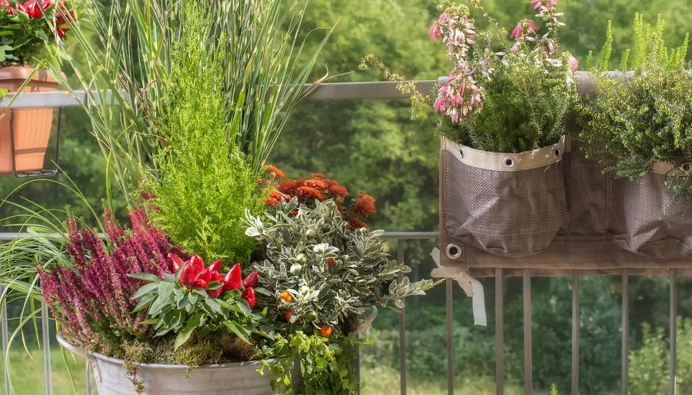 Piante sempre secche sul balcone? Ecco l’errore che fanno tutti senza saperlo Piante sempre secche sul balcone? Ecco l’errore che fanno tutti senza saperlo