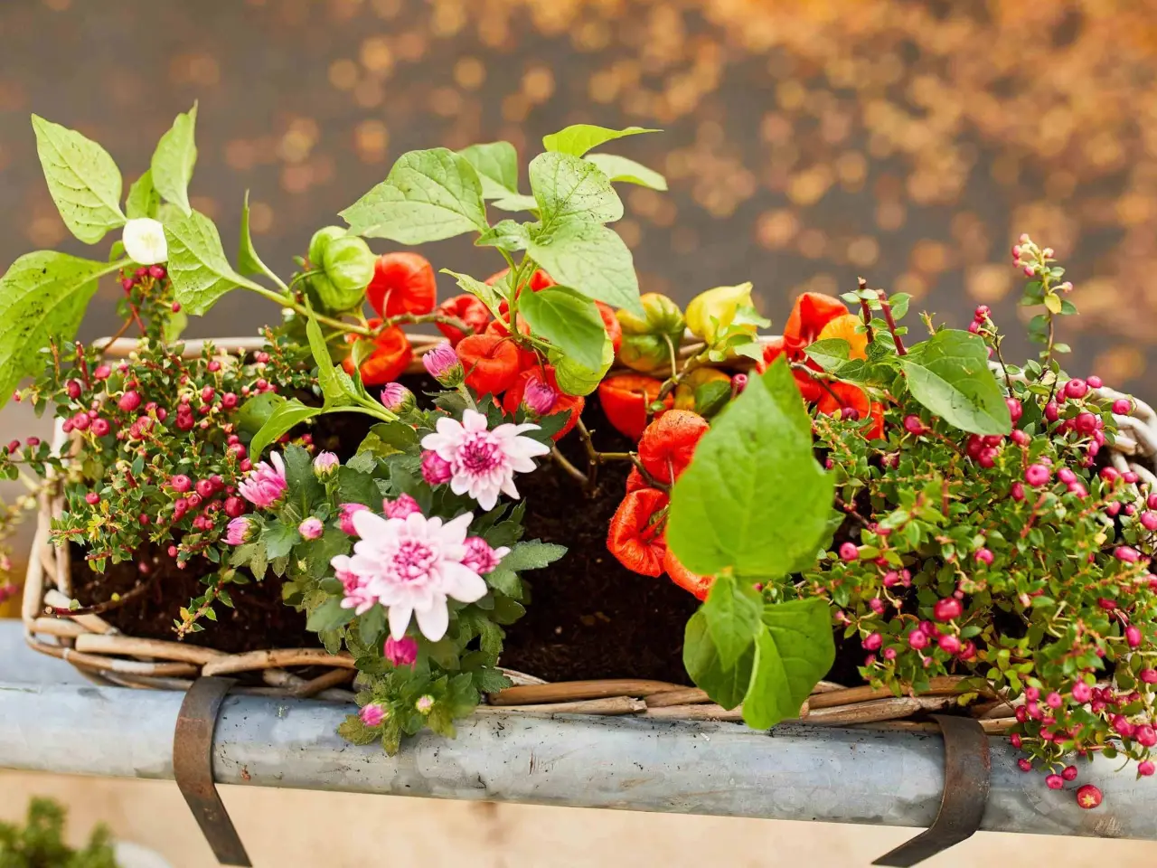 Piante sempre secche sul balcone? Ecco l’errore che fanno tutti senza saperlo Piante sempre secche sul balcone? Ecco l’errore che fanno tutti senza saperlo