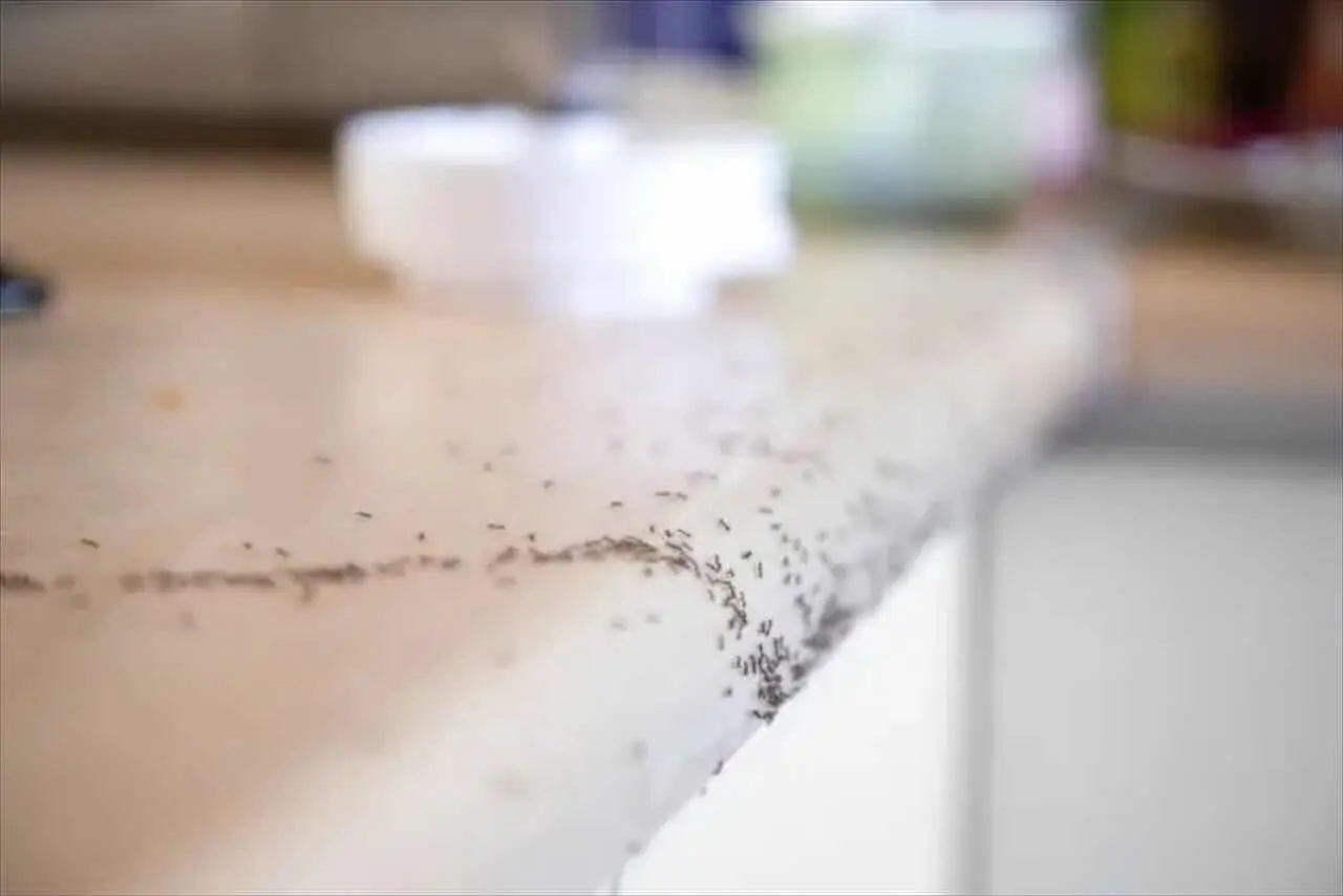 Il rimedio contro le formiche in cucina: il segreto con aceto che non ha provato quasi nessuno Il rimedio contro le formiche in cucina: il segreto con aceto che non ha provato quasi nessuno