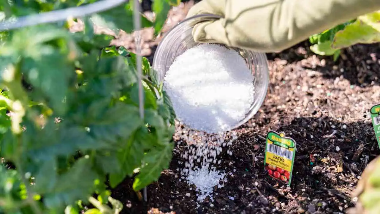 Giardino invaso dalle lumache: ecco una soluzione semplice con sale grosso da scoprire Giardino invaso dalle lumache: ecco una soluzione semplice con sale grosso da scoprire