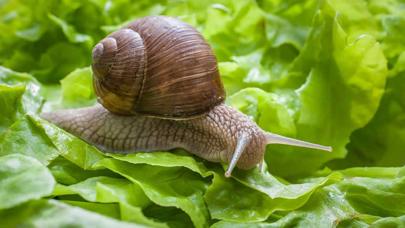Giardino invaso dalle lumache: ecco una soluzione semplice con sale grosso da scoprire Giardino invaso dalle lumache: ecco una soluzione semplice con sale grosso da scoprire