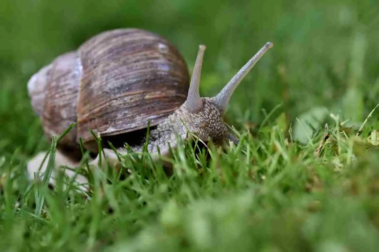 Giardino invaso dalle lumache: ecco una soluzione semplice con sale grosso da scoprire Giardino invaso dalle lumache: ecco una soluzione semplice con sale grosso da scoprire