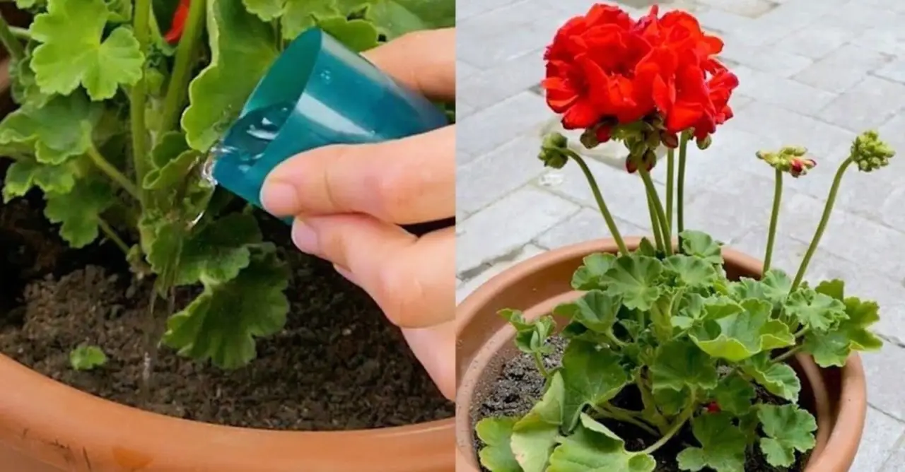 Insetti tra i fiori del balcone: perché il bicarbonato cambia tutto Insetti tra i fiori del balcone: perché il bicarbonato cambia tutto