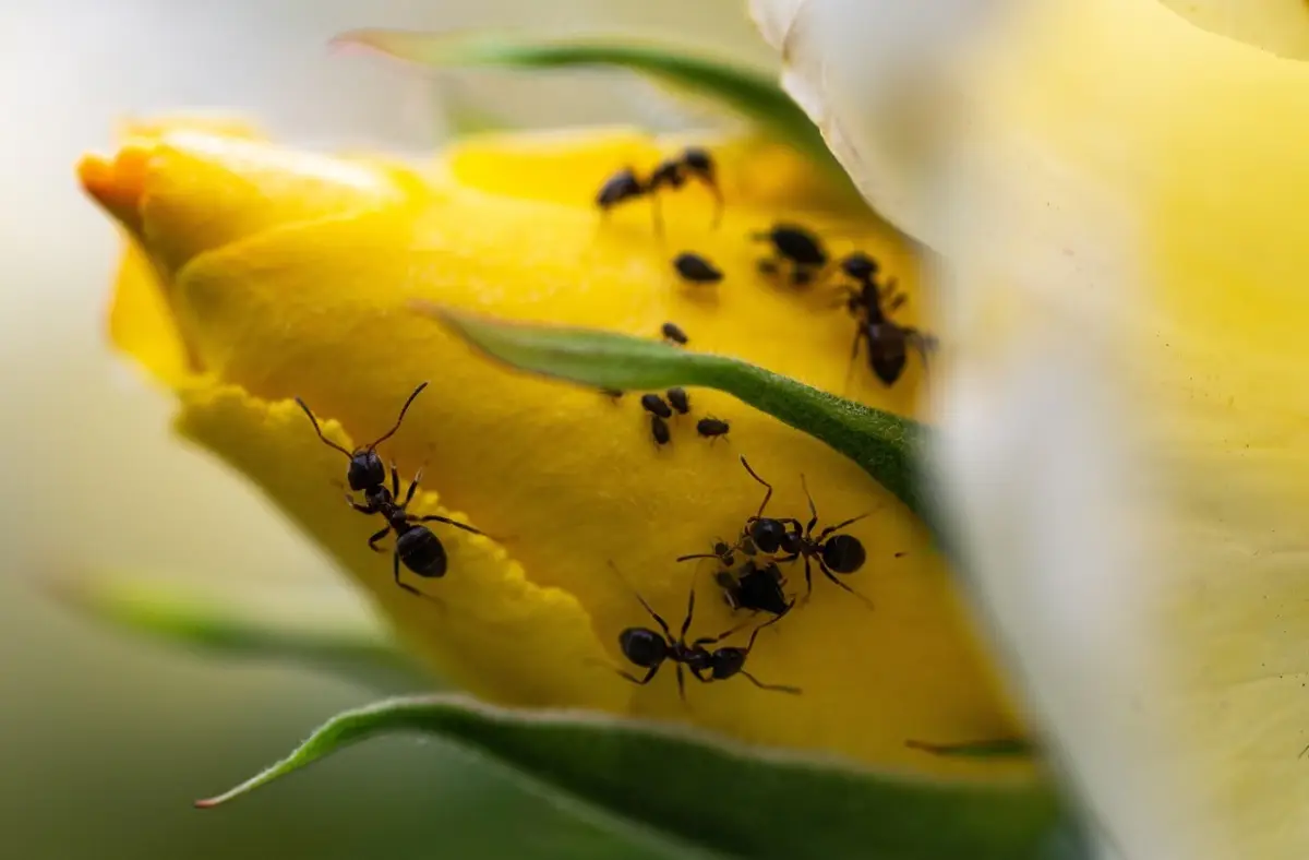 Insetti tra i fiori del balcone: perché il bicarbonato cambia tutto Insetti tra i fiori del balcone: perché il bicarbonato cambia tutto