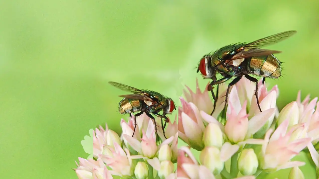 Insetti tra i fiori del balcone: perché il bicarbonato cambia tutto Insetti tra i fiori del balcone: perché il bicarbonato cambia tutto