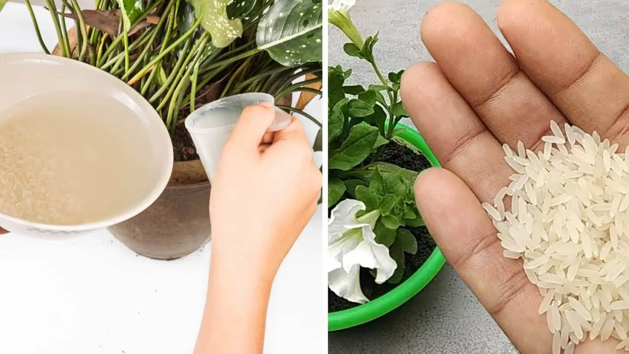 Insetti tra i fiori del balcone: perché il bicarbonato cambia tutto Insetti tra i fiori del balcone: perché il bicarbonato cambia tutto