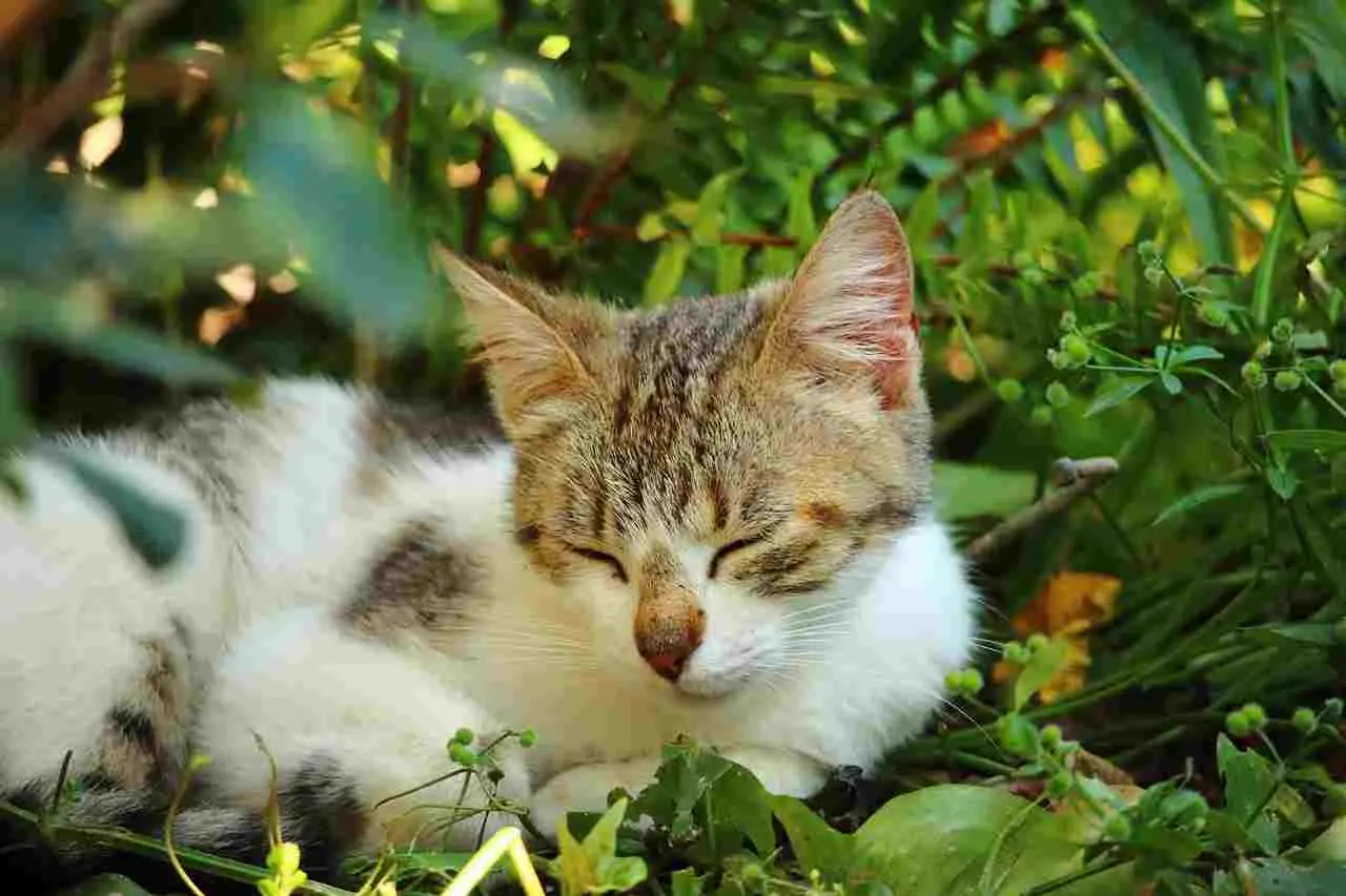 Gatti randagi in giardino: bastoncini di cannella nel terreno, il piccolo gesto visto nei vivai Gatti randagi in giardino: bastoncini di cannella nel terreno, il piccolo gesto visto nei vivai