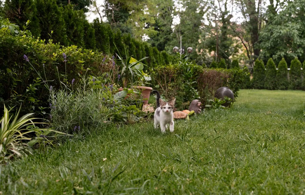Gatti randagi in giardino: bastoncini di cannella nel terreno, il piccolo gesto visto nei vivai Gatti randagi in giardino: bastoncini di cannella nel terreno, il piccolo gesto visto nei vivai