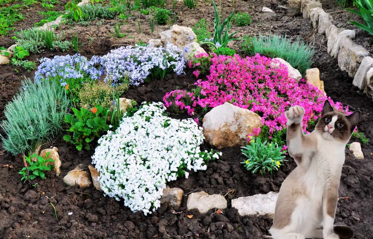 Gatti randagi in giardino: bastoncini di cannella nel terreno, il piccolo gesto visto nei vivai Gatti randagi in giardino: bastoncini di cannella nel terreno, il piccolo gesto visto nei vivai