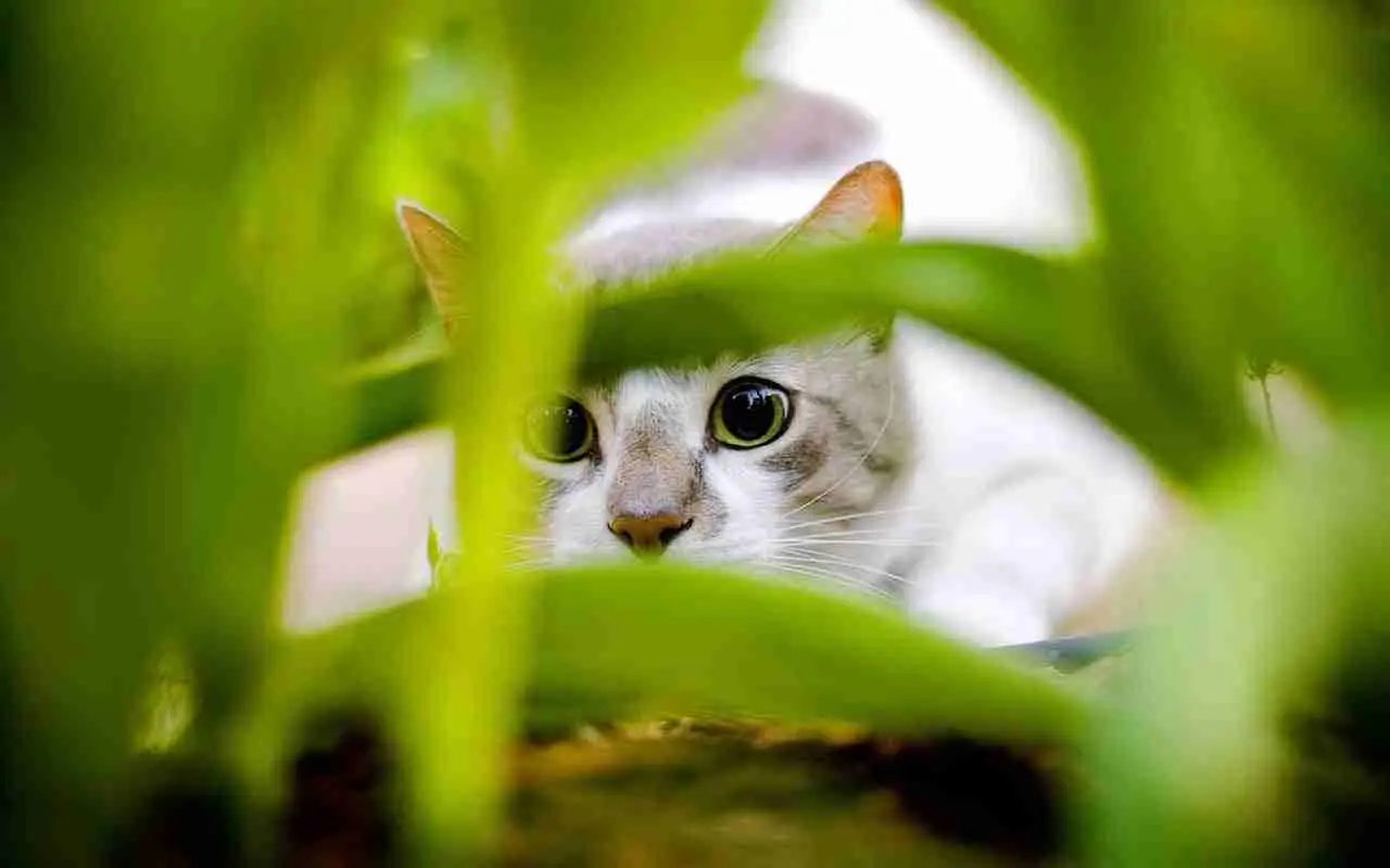 Gatti randagi in giardino: bastoncini di cannella nel terreno, il piccolo gesto visto nei vivai Gatti randagi in giardino: bastoncini di cannella nel terreno, il piccolo gesto visto nei vivai