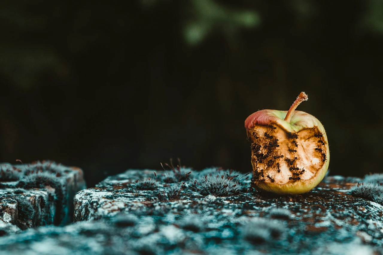 Mosche in cucina vicino alla frutta: il mix di aceto di mele e chiodi di garofano che circola sui forum Mosche in cucina vicino alla frutta: il mix di aceto di mele e chiodi di garofano che circola sui forum