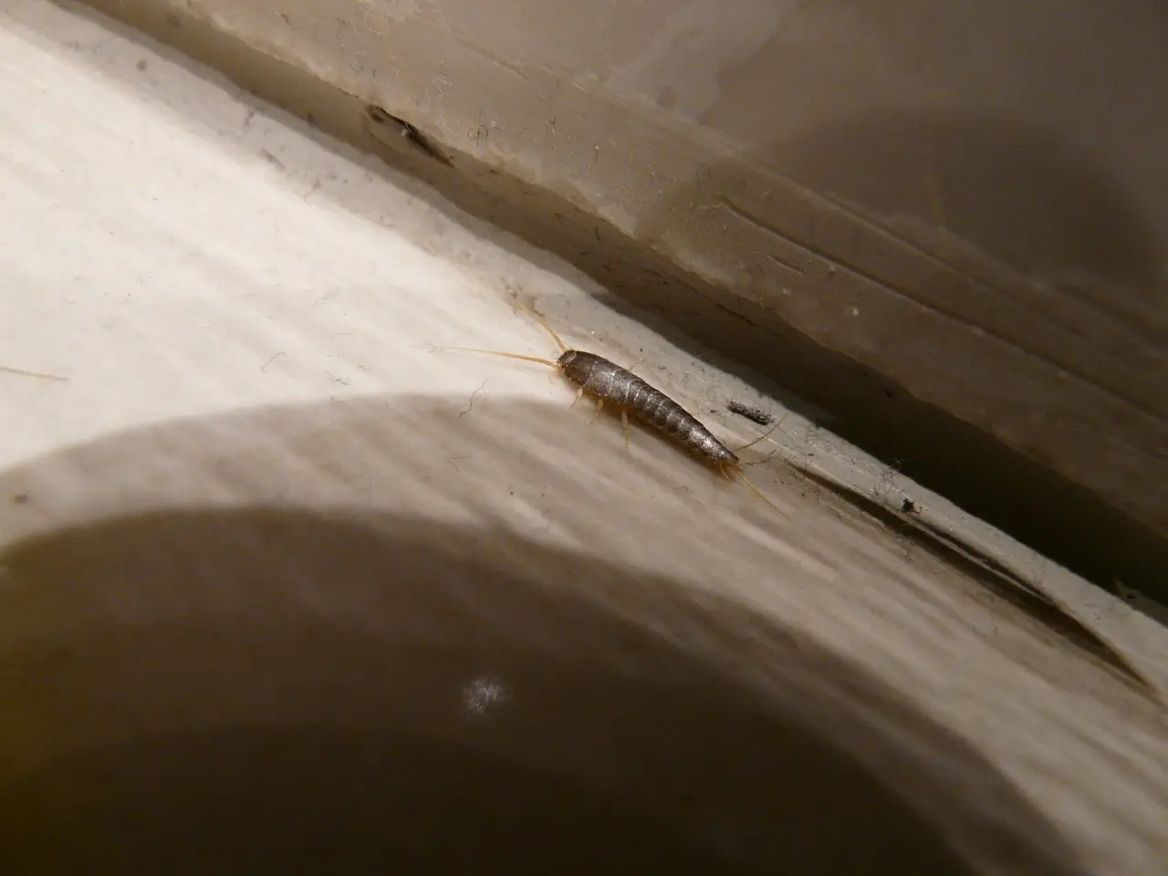 Sbarazzati subito dei pesciolini d’argento in bagno con una soluzione dal tuo armadio Sbarazzati subito dei pesciolini d’argento in bagno con una soluzione dal tuo armadio