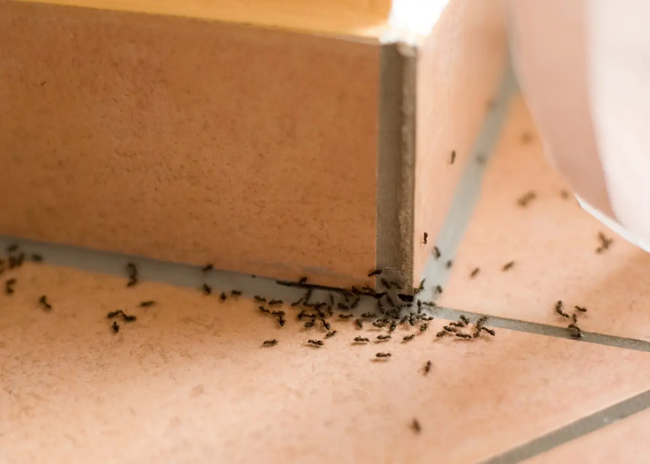 Scopri il rimedio naturale che elimina formiche e odori dalla cucina senza prodotti chimici Scopri il rimedio naturale che elimina formiche e odori dalla cucina senza prodotti chimici