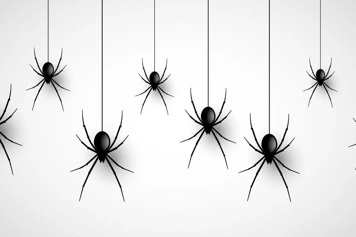 Come allontanare i ragni dagli angoli nascosti: il metodo rapido e low cost da provare ora Come allontanare i ragni dagli angoli nascosti: il metodo rapido e low cost da provare ora