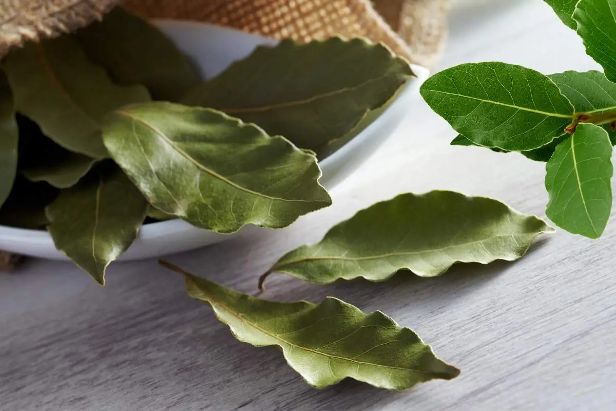 Scopri subito come difendere i tessuti di casa da tarme con foglie di alloro e lavanda Scopri subito come difendere i tessuti di casa da tarme con foglie di alloro e lavanda