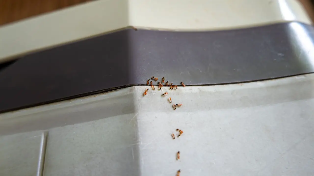Scopri il metodo naturale e veloce per allontanare le formiche dal tuo balcone Scopri il metodo naturale e veloce per allontanare le formiche dal tuo balcone