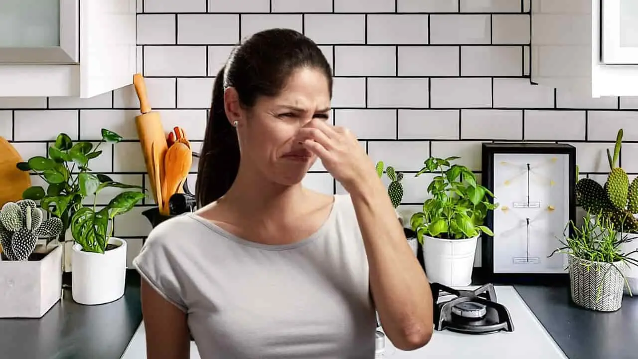 Sai perché le cimici invadono casa? I 3 errori da evitare subito in cucina Sai perché le cimici invadono casa? I 3 errori da evitare subito in cucina