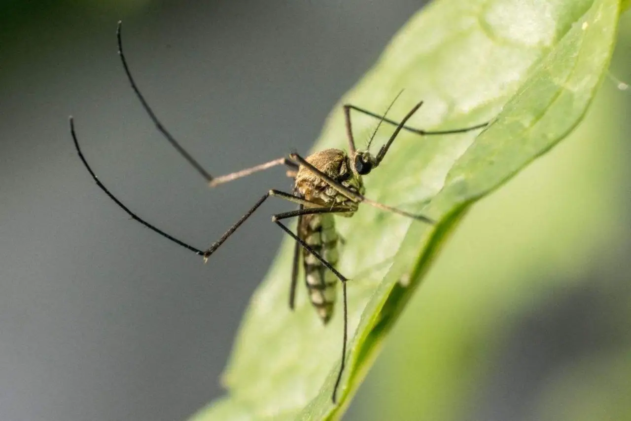 Prova il mix di oli essenziali per tenere lontane le zanzare senza pesticidi Prova il mix di oli essenziali per tenere lontane le zanzare senza pesticidi