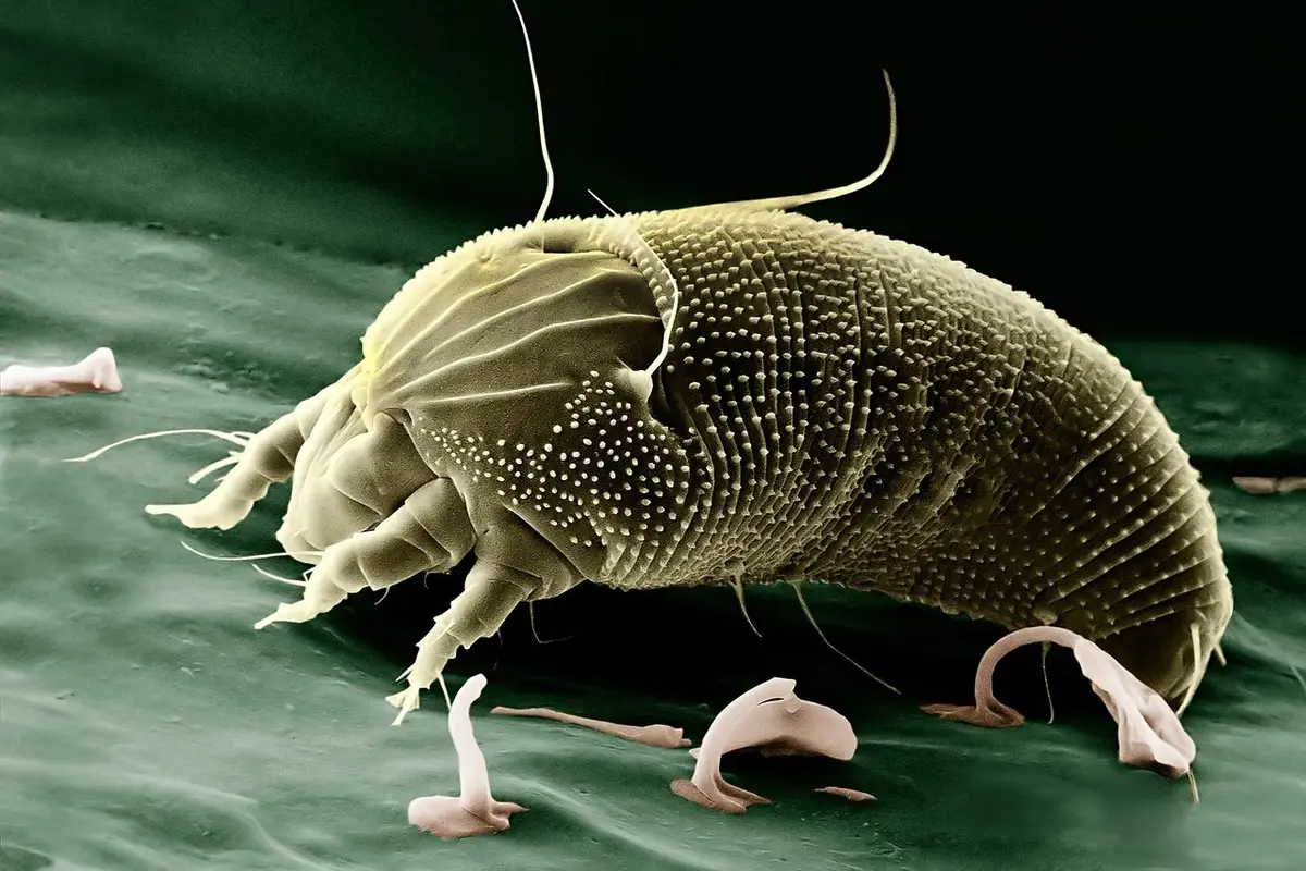 Evita la proliferazione di acari nel materasso con una soluzione pratica e naturale Evita la proliferazione di acari nel materasso con una soluzione pratica e naturale