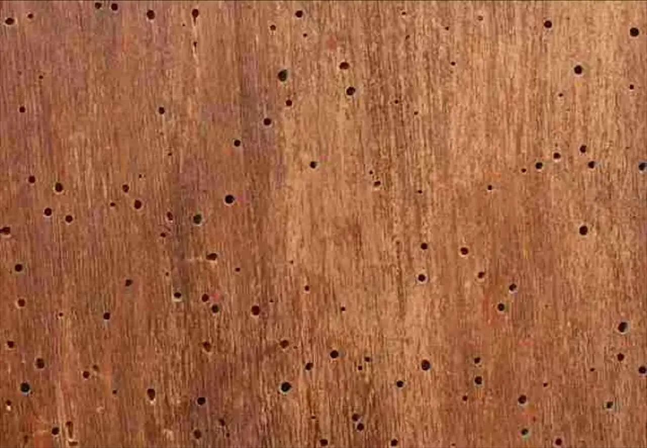 Sai riconoscere il segnale che indica una possibile infestazione di tarli nei mobili? Sai riconoscere il segnale che indica una possibile infestazione di tarli nei mobili?