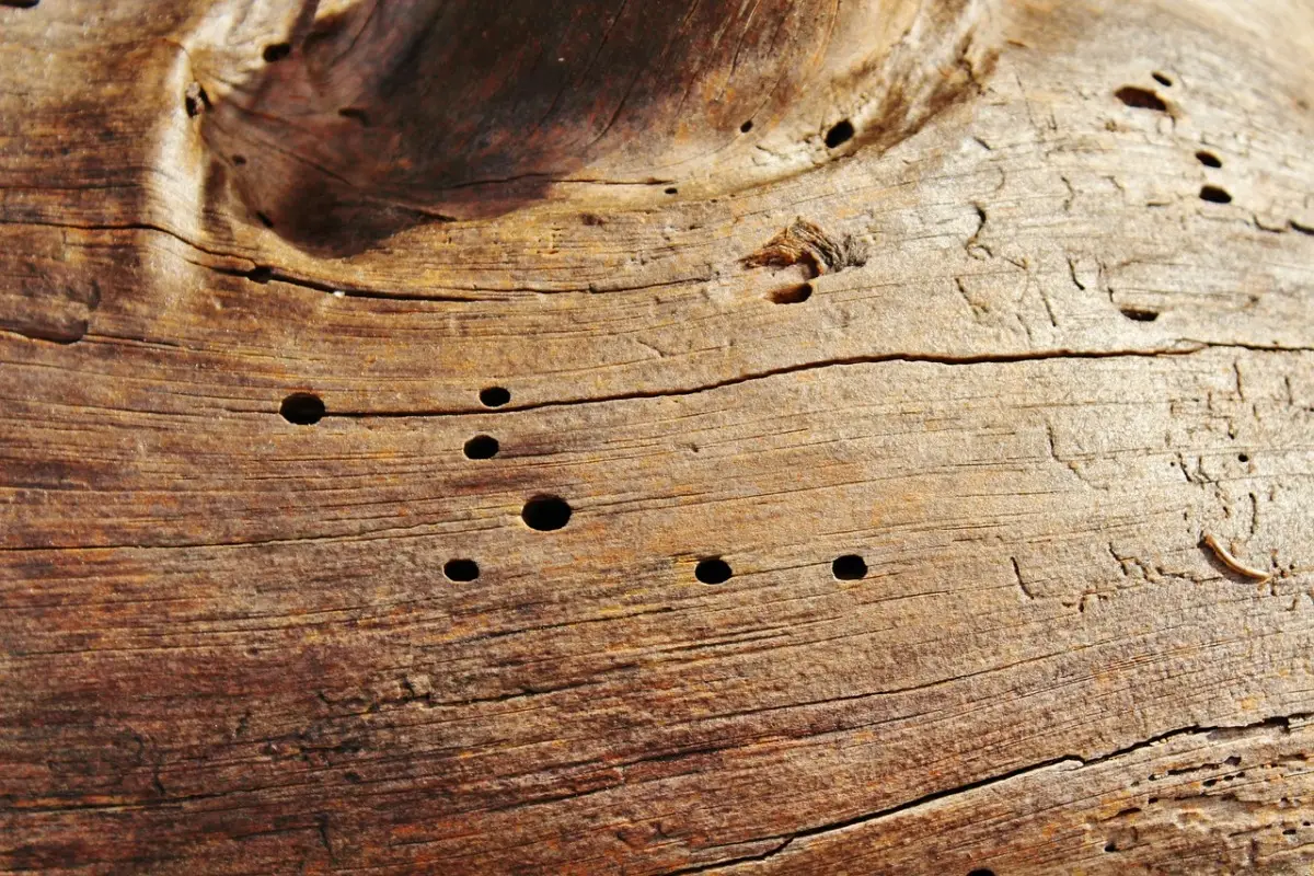 Sai riconoscere il segnale che indica una possibile infestazione di tarli nei mobili? Sai riconoscere il segnale che indica una possibile infestazione di tarli nei mobili?