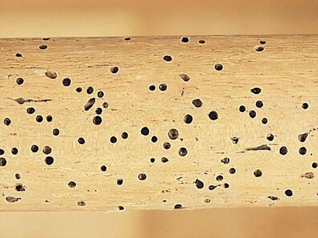 Sai riconoscere il segnale che indica una possibile infestazione di tarli nei mobili? Sai riconoscere il segnale che indica una possibile infestazione di tarli nei mobili?
