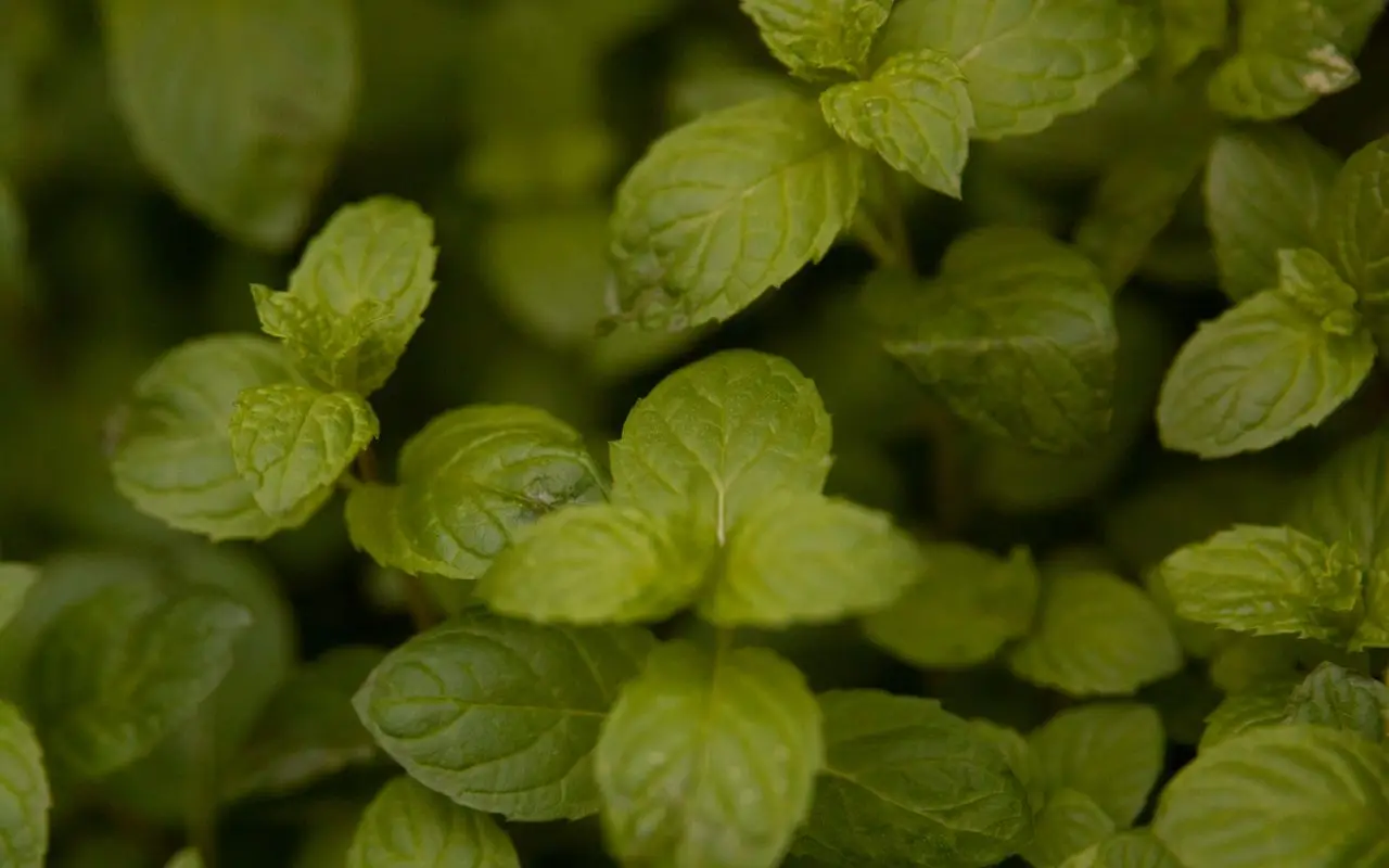 Come usare menta e aceto contro le zanzare: ecco cosa devi sapere Come usare menta e aceto contro le zanzare: ecco cosa devi sapere