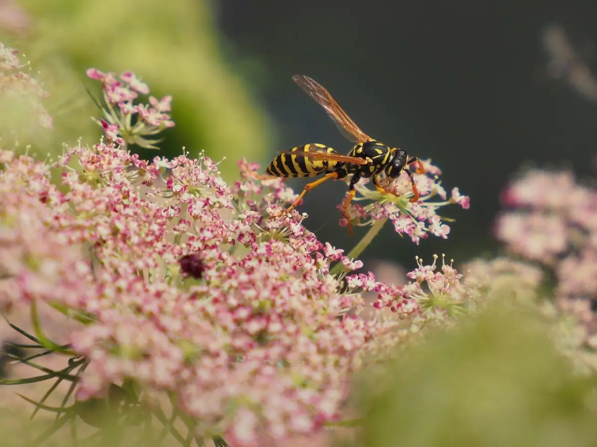 Decora e proteggi: quali piante sul balcone tengono lontane le vespe in modo naturale Decora e proteggi: quali piante sul balcone tengono lontane le vespe in modo naturale