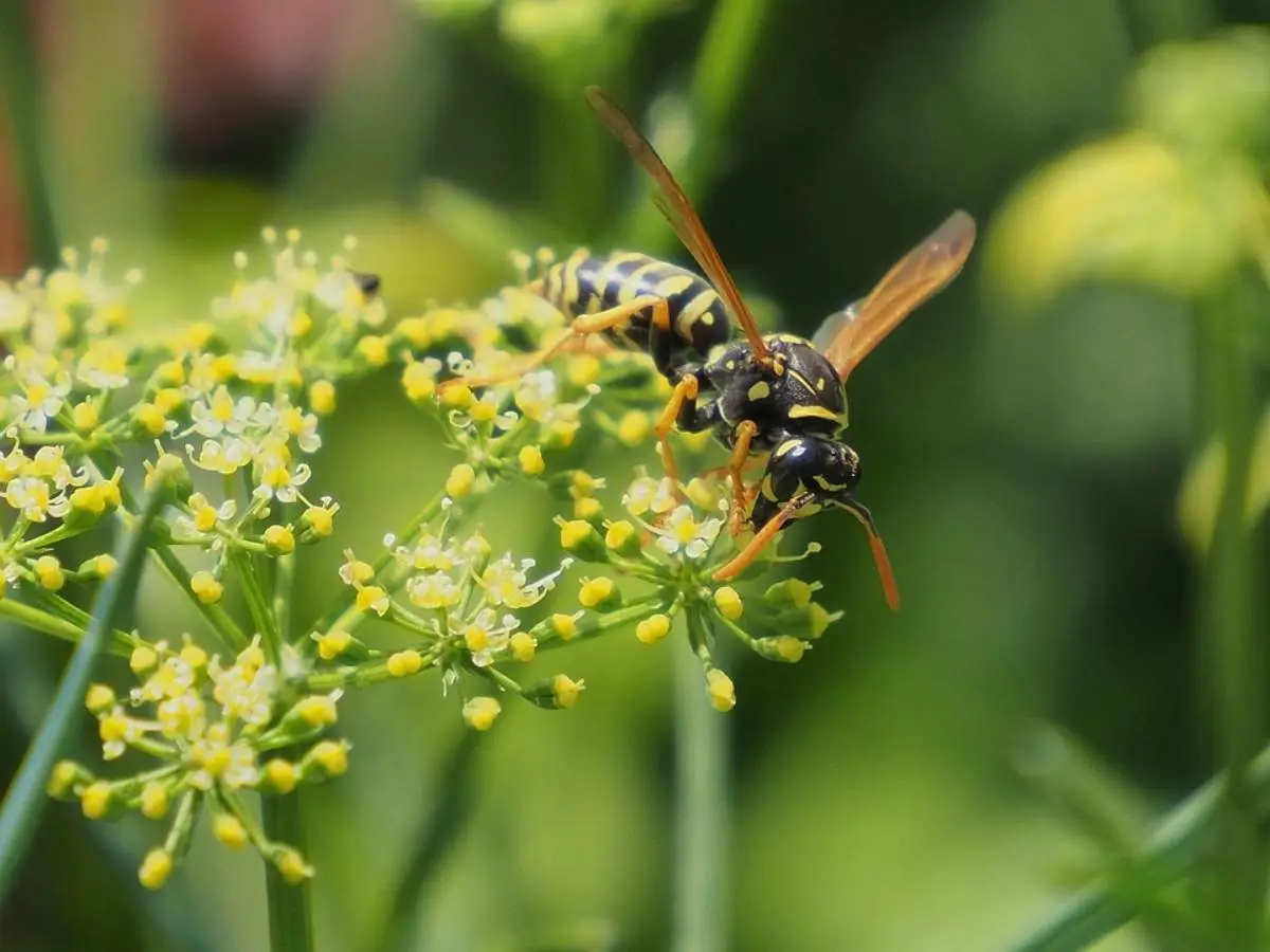 Decora e proteggi: quali piante sul balcone tengono lontane le vespe in modo naturale Decora e proteggi: quali piante sul balcone tengono lontane le vespe in modo naturale