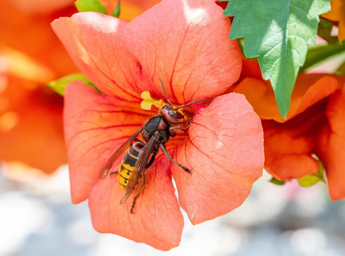 Decora e proteggi: quali piante sul balcone tengono lontane le vespe in modo naturale Decora e proteggi: quali piante sul balcone tengono lontane le vespe in modo naturale