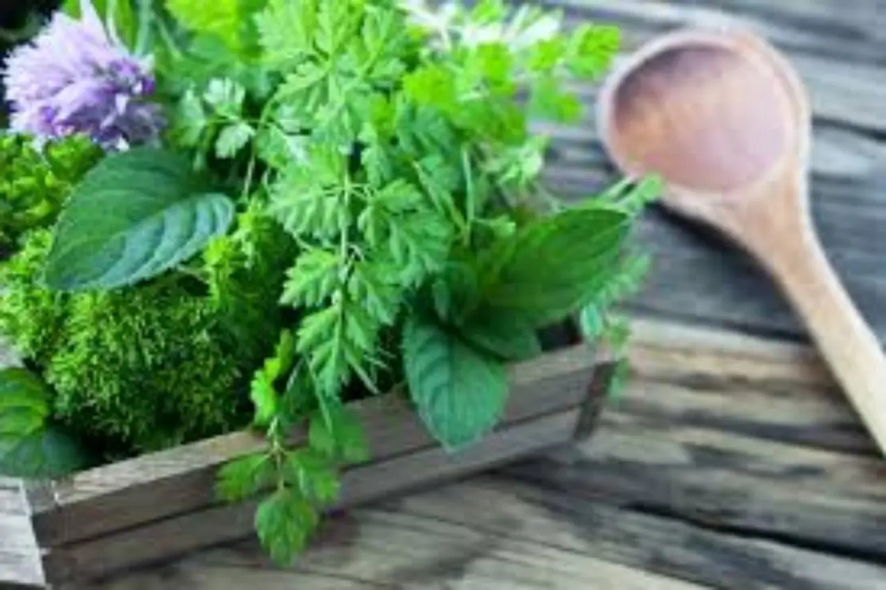 Rimedi della nonna: allontana i gechi dai muri con spezie e piante officinali fresche Rimedi della nonna: allontana i gechi dai muri con spezie e piante officinali fresche