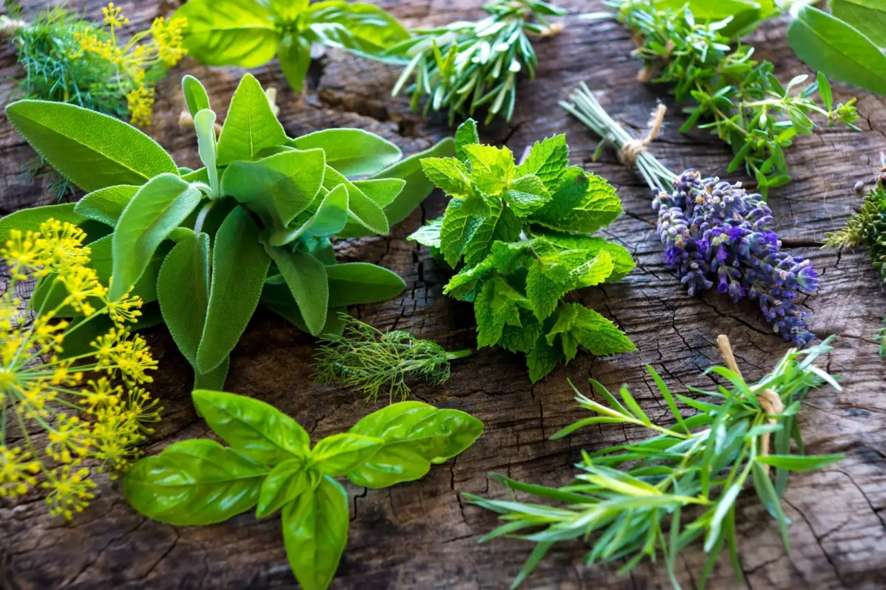 Rimedi della nonna: allontana i gechi dai muri con spezie e piante officinali fresche Rimedi della nonna: allontana i gechi dai muri con spezie e piante officinali fresche