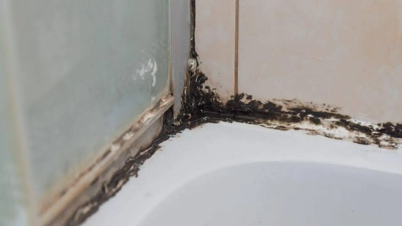Prova subito il metodo naturale che elimina la muffa dagli angoli del bagno in pochi minuti Prova subito il metodo naturale che elimina la muffa dagli angoli del bagno in pochi minuti